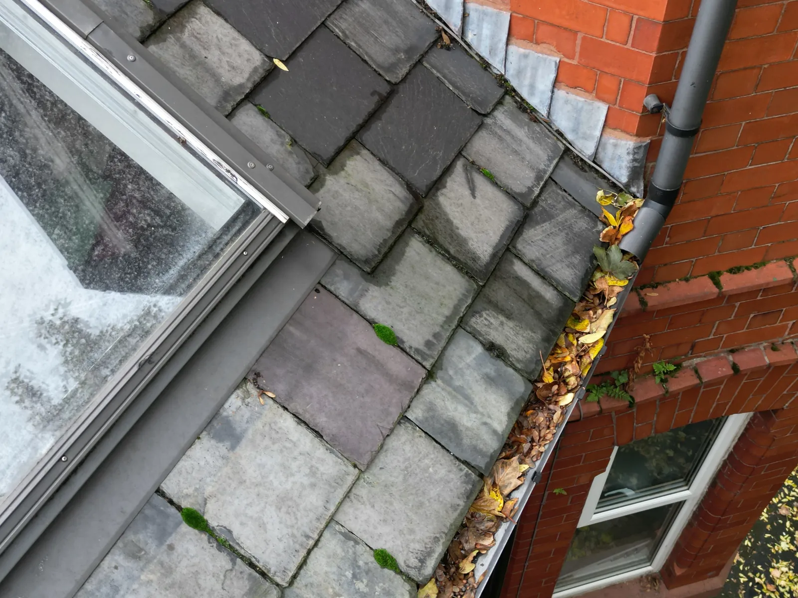 Gutter blocked with leaves beside a rooflight